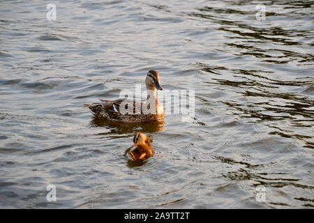 Une femelle Canard colvert sauvages dans la soirée d'or au soleil, nager dans l'eau protéger son jeune canard, qui est le nettoyage de ses plumes moelleuses. Banque D'Images