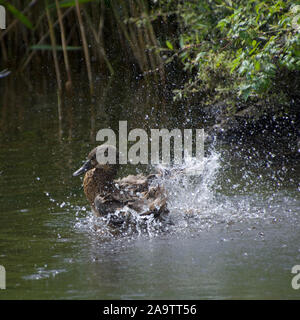 Une femelle Canard colvert sauvages éclaboussant violemment dans l'eau pendant le lavage de ses plumes. Les gouttelettes d'eau pulvérisée partout comme le canard nettoie elle-même. Banque D'Images