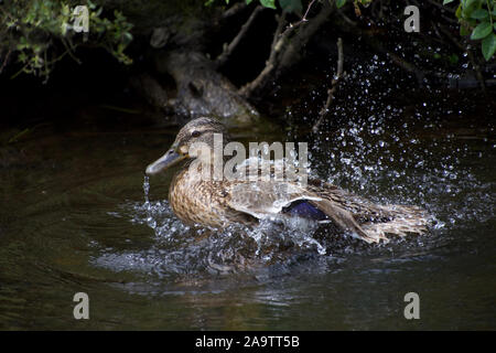 Une femelle Canard colvert sauvages éclaboussant violemment dans l'eau pendant le lavage de ses plumes. Les gouttelettes d'eau pulvérisée partout comme le canard nettoie elle-même. Banque D'Images