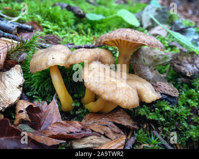 Les chanterelles (Cantharellus lutescens) dans les sous-bois Banque D'Images