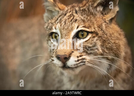 Lynx roux (Lynx rufus) sur l'affichage à Panola Mountain State Park, juste à l'extérieur d'Atlanta, Géorgie. (USA) Banque D'Images