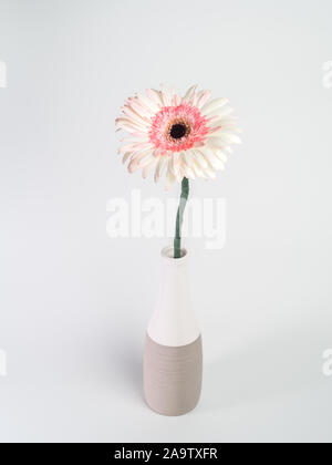 Belle marguerite gerbera rose et blanc fleur dans un vase sur fond blanc Banque D'Images