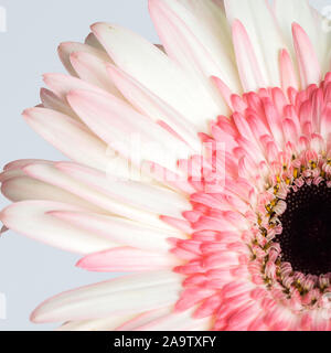 Gerbera roses et blancs fleurs daisy close up Banque D'Images