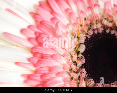 Gerbera roses et blancs fleurs daisy close up Banque D'Images