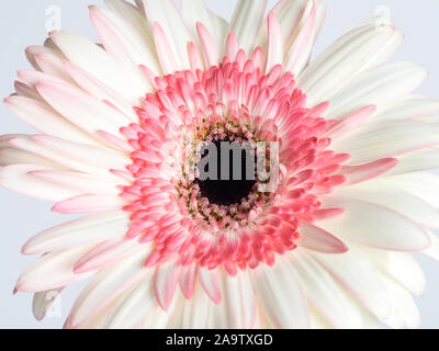 Gerbera roses et blancs fleurs daisy close up Banque D'Images