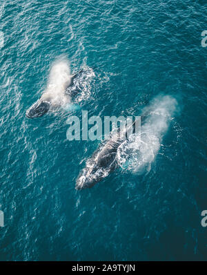 Drone aérien près de baleines à bosse avec coup joyeusement se nourrir dans les eaux glaciaires riches entre les icebergs géants à l'embouchure de la Fjord glacé Banque D'Images