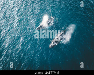 Drone aérien près de baleines à bosse avec coup joyeusement se nourrir dans les eaux glaciaires riches entre les icebergs géants à l'embouchure de la Fjord glacé Banque D'Images