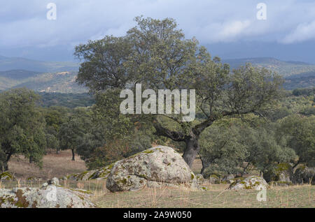 Forêt de chênes ouvert (dehesas) à Azuel, Sierra Morena (Andalousie, Sud de l'Espagne), l'un des derniers bastions du lynx ibérique Banque D'Images