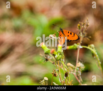 Papillon Orange attrayant sur le bourgeon. Banque D'Images