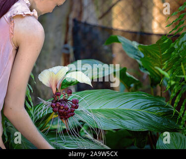 Jeune fille ressemble à une forme unique dans batflower blanc botanical gardens Banque D'Images