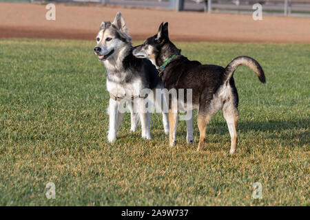 Fiona,' un berger-husky mix, profiter d'une journée dans le parc. Banque D'Images