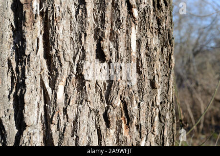 L'écorce d'un vieil arbre éclairé par le soleil libre. Abstract natural background Banque D'Images