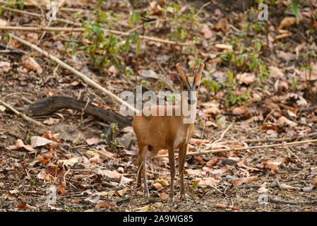 Deer barking ou rouge ou du muntjac indien muntjak Muntiacus muntjac ou un cervidé pendant un safari à bandhavgarh national park, Inde Banque D'Images