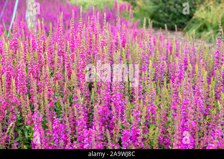 Fond de fleurs de rose rose rose en fleurs de sauge salvia nemorosa Merlau poilue. Plante de jardin ornemental sage forestiers. Banque D'Images