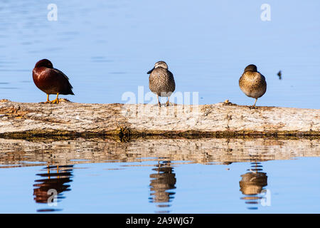 Sarcelle cannelle (Spatule cyanoptera) canards assis sur un journal dans les terres humides de Merced National Wildlife Refuge, le Centre de la Californie Banque D'Images