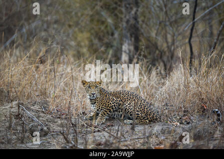 Indien sauvage leopard ou panther dans beau fond vert à bandhavgarh national park, Madhya Pradesh, Inde - Panthera pardus fusca Banque D'Images