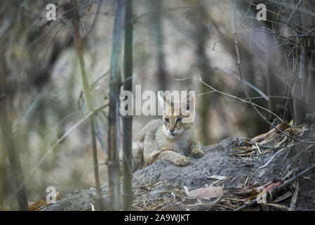 Chat de jungle ou felis chaus ou chaton chat reed se cachant dans des bambous à kanha parc national ou réserve de tigre, Rajasthan, Inde Banque D'Images