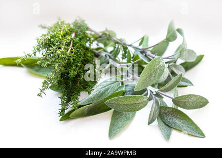 Sauge et thym sur un fond blanc. Herbes du jardin. Épices fraîches. Goût dans les feuilles. Plantes aromatiques. Le goût et l'odorat en vert. L'assaisonnement de la viande Banque D'Images