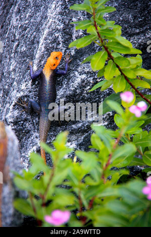 Close-up portrait of a rock à tête rouge (Agama agama Agama) escalade un rocher à Lomé, Togo, Afrique de l'Ouest Banque D'Images