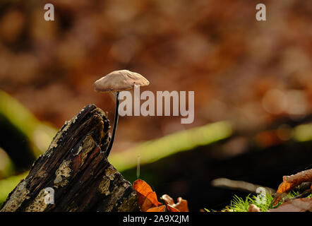 Champignons blancs se développe à partir de la haut sur un vieux tronc d'arbre avec des flous d'arrière-plan Banque D'Images