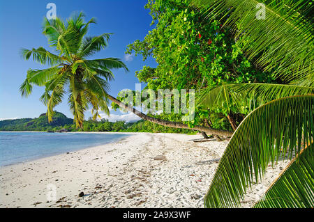 Palme mit der Schaukel Anse Gaulettes süd im westen der Insel Mahé, Seychellen Banque D'Images