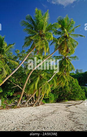 Palmen gesäumter an der Strand Anse Gaulettes süd im westen der Insel Mahé, Seychellen Banque D'Images