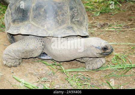 Seychellen-Riesenschildkröten beim Fressen, Seychellen Banque D'Images