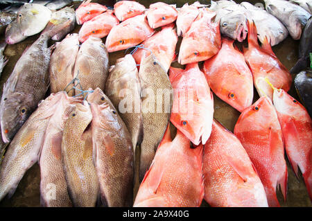 Fischmarkt Sir Selwyn Selwyn-Clarke Market à Victoria mit Red Snapper / Malabar-Schnapper / Roter Schnapper / Lutjanus malabaricus und anderen Fische Banque D'Images