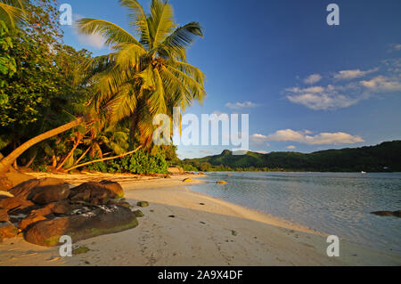 Palmen und am Strand Anse Takamaka, Mahe, Banque D'Images