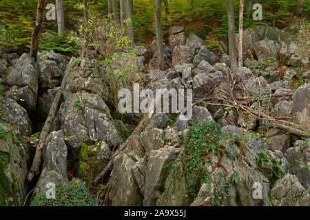 La Réserve Naturelle de felsenmeer, célèbre, Nationale Geotope, mer de rochers, Chaos rocheux avec de vieux hêtres et bois mort de Hemer, Allemagne, Europe. Banque D'Images