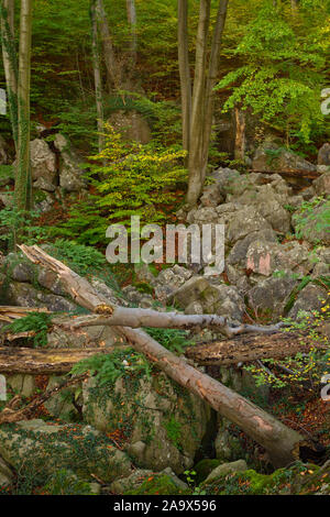 Felsenmeer, célèbre réserve naturelle, la mer des rochers, rock chaos de Hemer, un romantisme forêt de hêtres en automne, automne, Westphalie, Allemagne, Europe. Banque D'Images