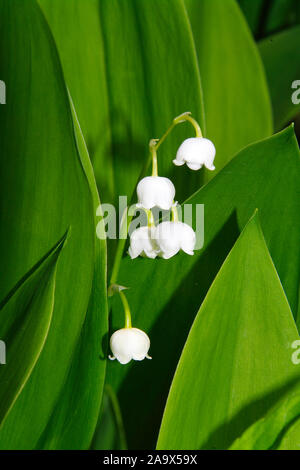 Convallaria majalis, Maigloeckchen im Frühling, Nahaufnahme Banque D'Images