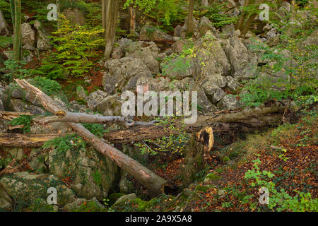 Felsenmeer, célèbre réserve naturelle, la mer des rochers, rock chaos de Hemer, un romantisme forêt de hêtres en automne, automne, Westphalie, Allemagne, Europe. Banque D'Images