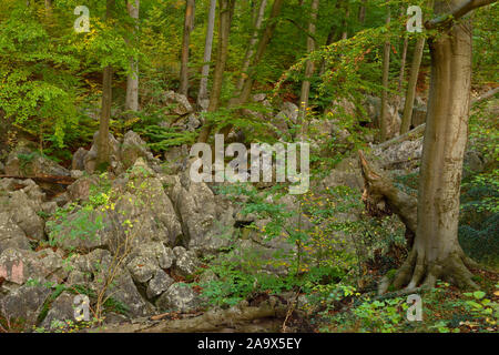 Felsenmeer, célèbre réserve naturelle, la mer des rochers, rock chaos de Hemer, un romantisme forêt de hêtres en automne, automne, Westphalie, Allemagne, Europe. Banque D'Images