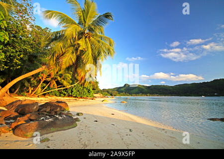 Sonnenuntergang am Sandstrand an der Anse à la Mouche mit Palmen, Mahe, Seychellen Banque D'Images