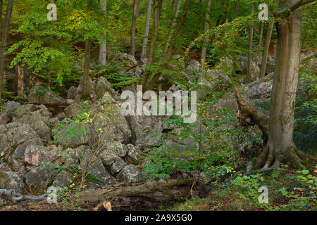 La Réserve Naturelle de felsenmeer, célèbre, Nationale Geotope, mer de rochers, Chaos rocheux avec de vieux hêtres et bois mort de Hemer, Allemagne, Europe. Banque D'Images