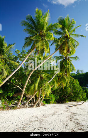 Palmen gesäumter an der Strand Anse Gaulettes süd im westen der Insel Mahé, Seychellen Banque D'Images