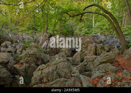 Felsenmeer, célèbre réserve naturelle, la mer des rochers, rock chaos de Hemer, un romantisme forêt de hêtres en automne, l'automne, l'Allemagne, l'Europe. Banque D'Images