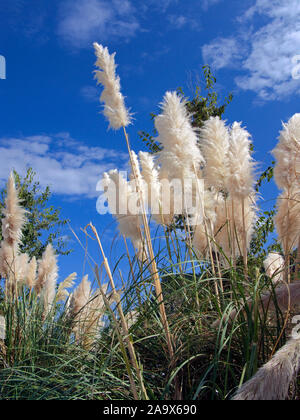 L'herbe de la pampa (cortaderia selloana), la floraison, Banyalbufar, Majorque, îles Baléares, Espagne Banque D'Images