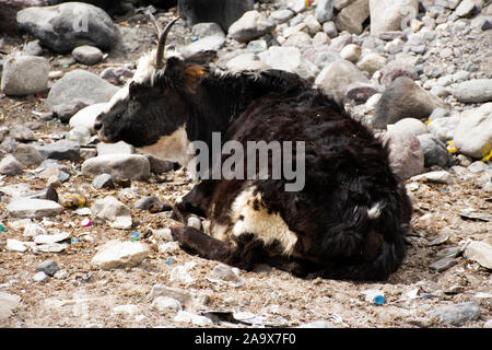 Yak ou Bos grunniens reposant sur le sol en pierre alors que la saison d'hiver au Ladakh Leh au Jammu-et-Cachemire, l'Inde Banque D'Images