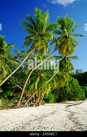 Palme mit der Schaukel Anse Gaulettes süd im westen der Insel Mahé, Seychellen Banque D'Images