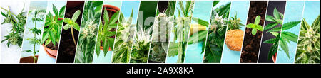 Collage de cannabis. De nombreuses photos de plants de marijuana et des produits du chanvre biologique Banque D'Images