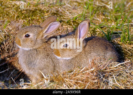 Wildkaninchen, Oryctolagus cuniculus, Banque D'Images