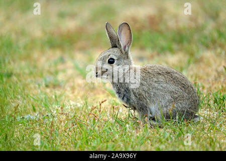 Wildkaninchen, Oryctolagus cuniculus, Banque D'Images