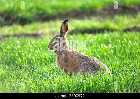 Wildkaninchen, Oryctolagus cuniculus, Banque D'Images