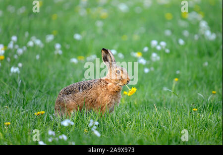 Wildkaninchen, Oryctolagus cuniculus, Banque D'Images