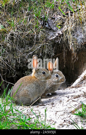 Vor Zwei Wildkaninchen Kaninchenbau, Oryctolagus cuniculus, Banque D'Images