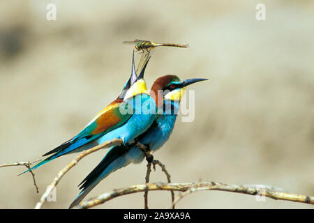Bienenfresser Sitzwarte auf, (Merops apiaster) Banque D'Images