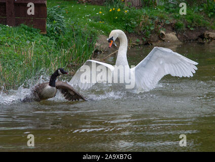 Attaques Swan goose Banque D'Images