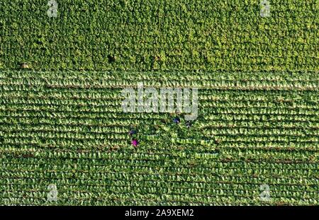 (191118) -- SHIJIAZHUANG, 18 novembre 2019 (Xinhua) -- photo aérienne prise le 18 novembre 2019 montre la récolte des agriculteurs choux chinois dans un champ en Xujiahecao Xiaomazhuang Ville de village dans Luanzhou la Chine du Nord, Province de Hebei. Au cours des dernières années, Xiaomazhuang ville a été l'optimisation de la structure de plus en plus d'industrie agricole, qui comprend la promotion de la culture des légumes, l'objectif d'amélioration des revenus des agriculteurs. Selon l'autorité locale, la zone de culture de légumes dans la commune s'étend sur plus de 1 333 hectares avec une production annuelle de 350 millions de yuans de valeur (environ 50 millions de dollars américains). (Xinhua/Yang Shi Banque D'Images